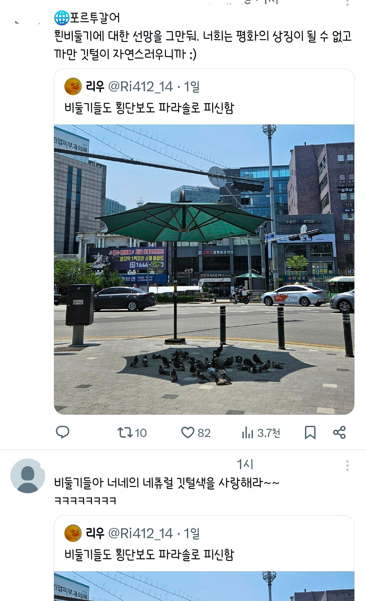 비둘기들이 백인을 동경하고 있다 | 인스티즈
