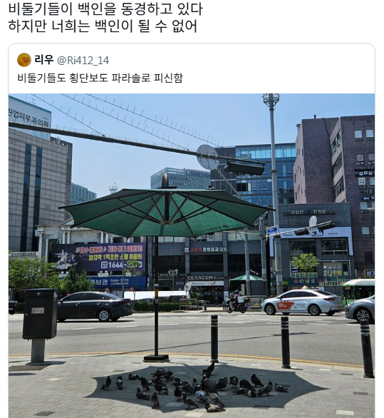 비둘기들이 백인을 동경하고 있다 | 인스티즈