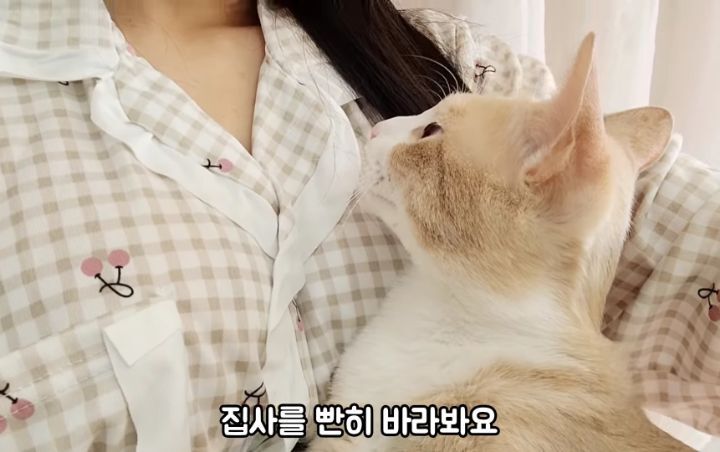 도랑에 빠진 새끼고양이를 구하고 냥택 된 유투버 | 인스티즈