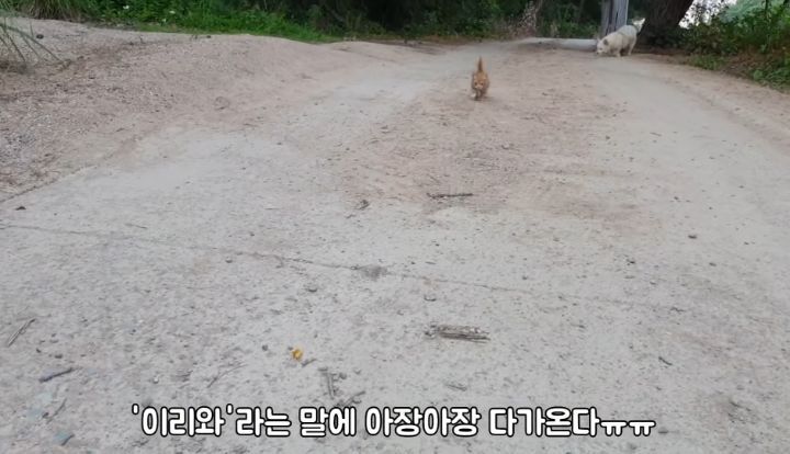 도랑에 빠진 새끼고양이를 구하고 냥택 된 유투버 | 인스티즈