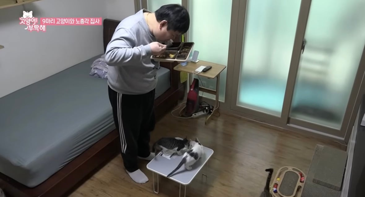 다묘 집사들 밥 정말 이렇게 먹는지 궁금한 달글 | 인스티즈