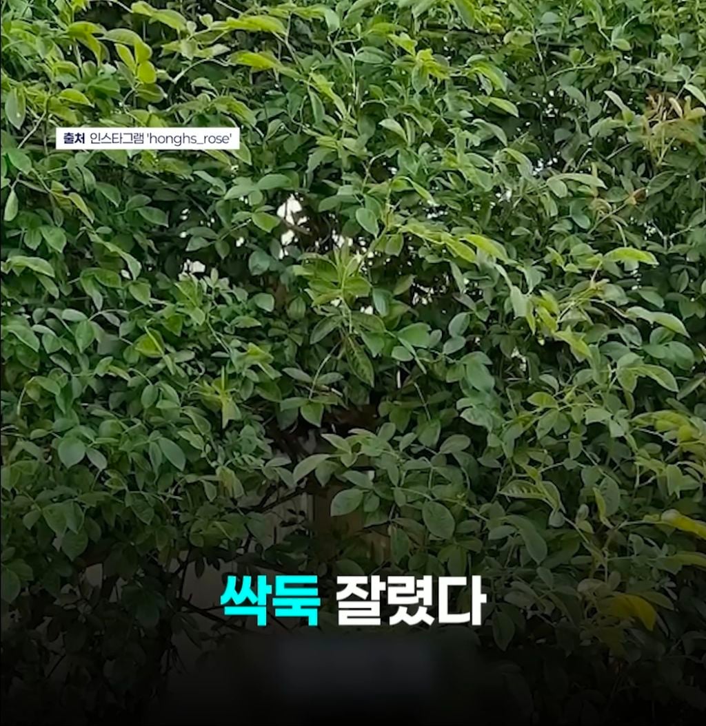 "젊은 부부가 야밤에 '싹둑'"…수년 정성 쏟은 '장미 핫플' 털렸다 | 인스티즈