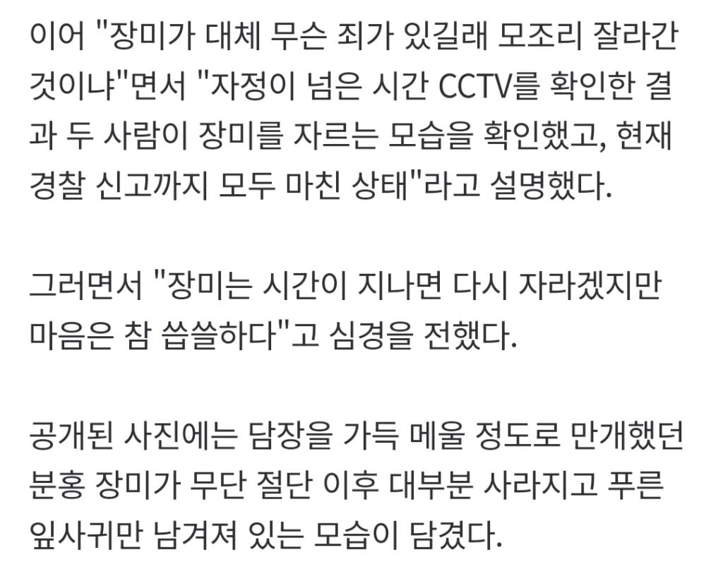 "젊은 부부가 야밤에 '싹둑'"…수년 정성 쏟은 '장미 핫플' 털렸다 | 인스티즈