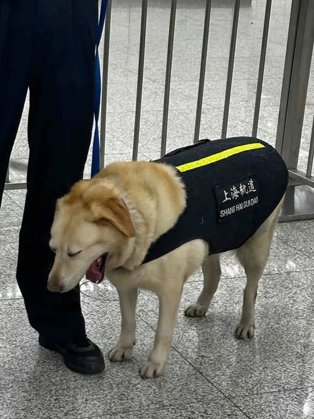 출근하기싫어하는 찹츄리버 | 인스티즈