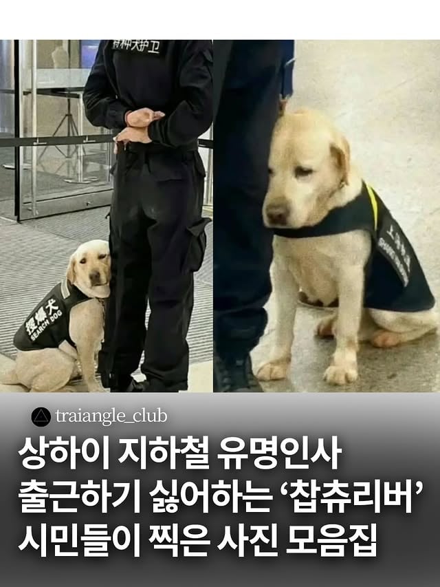 출근하기싫어하는 찹츄리버 | 인스티즈