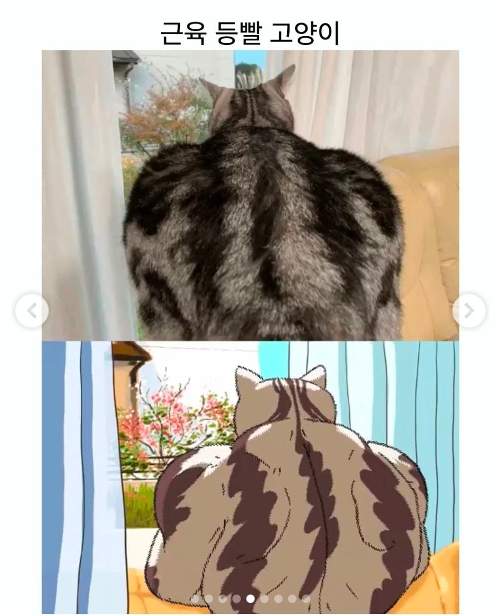 어머니에게 고양이 건강하냐고 물었더니 사진 한 장을 보내줬다.jpg | 인스티즈