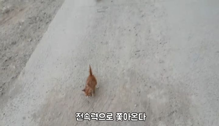 도랑에 빠진 새끼고양이를 구하고 냥택 된 유투버 | 인스티즈