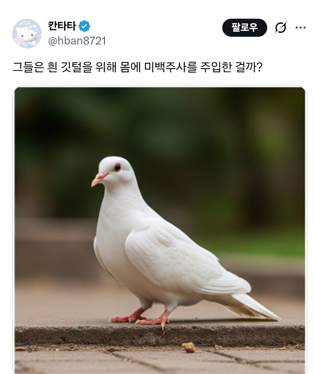 럽욜셆 못하는 비둘기들을 본 트위터 | 인스티즈