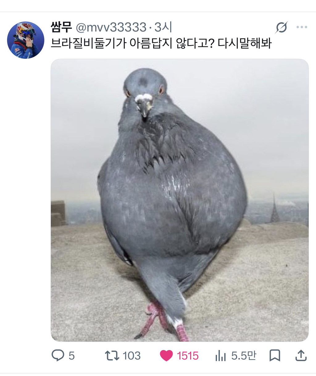 ???: 비둘기들이 백인을 동경하고있다 | 인스티즈