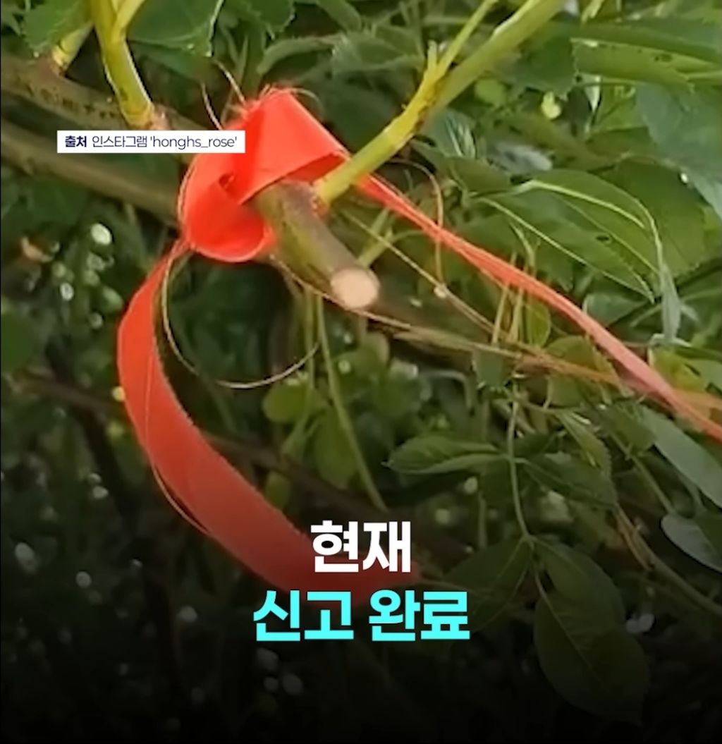 "젊은 부부가 야밤에 '싹둑'"…수년 정성 쏟은 '장미 핫플' 털렸다 | 인스티즈