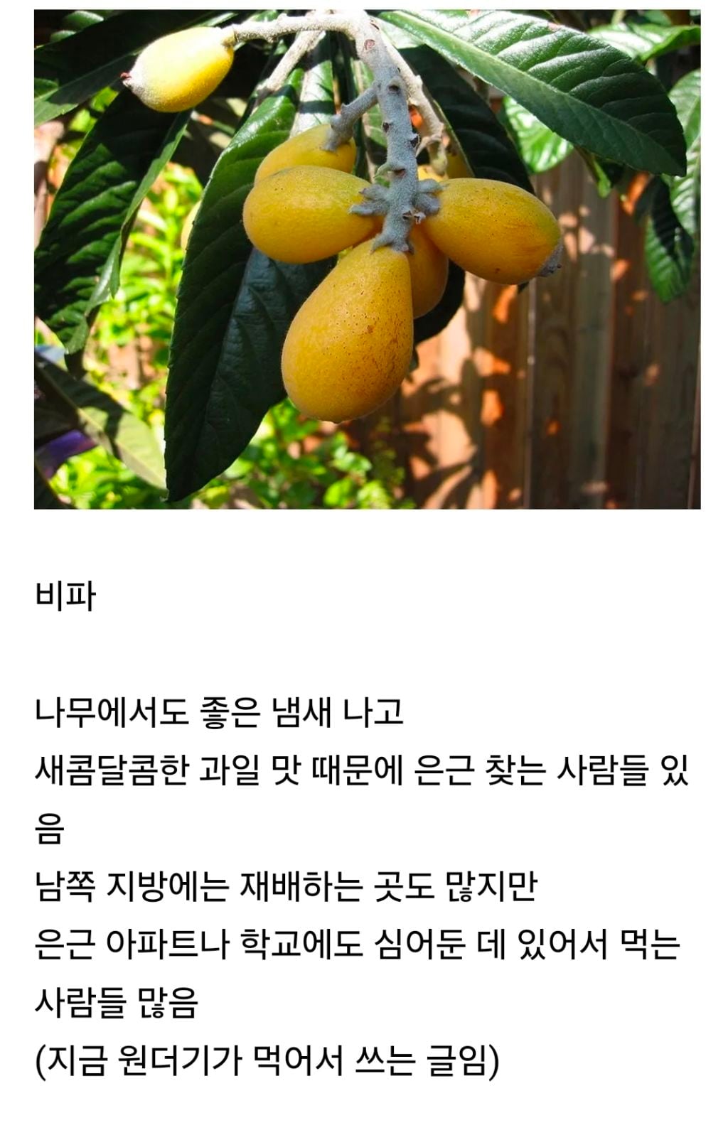 전남, 경남쪽 지방에서 종종 먹는 과일인데 전국적으론 인지도 낮은 과일 | 인스티즈