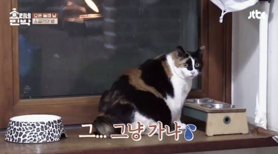 뚱냥이, 뚱멍이도 학대다 | 인스티즈