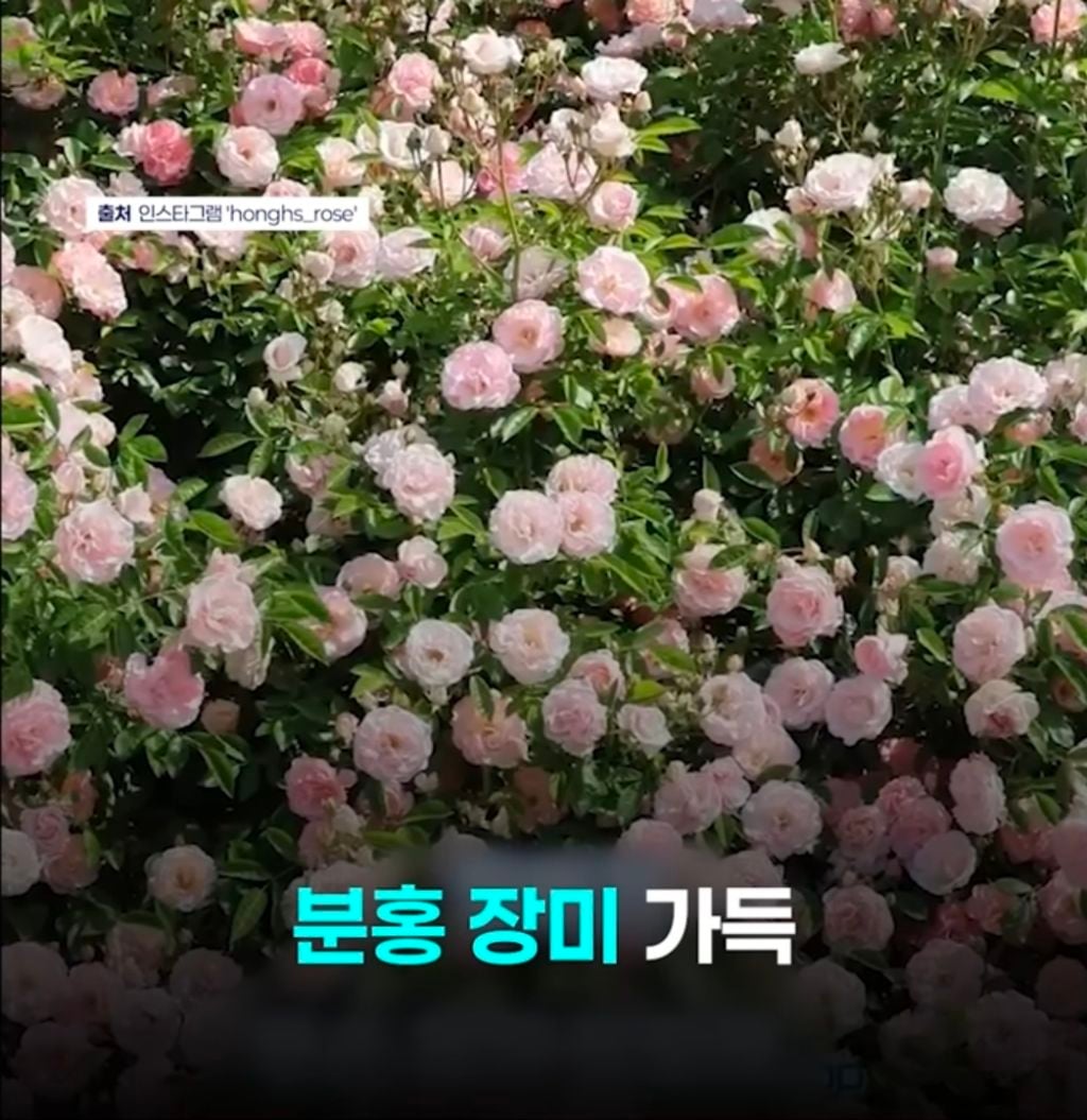 "젊은 부부가 야밤에 '싹둑'"…수년 정성 쏟은 '장미 핫플' 털렸다 | 인스티즈