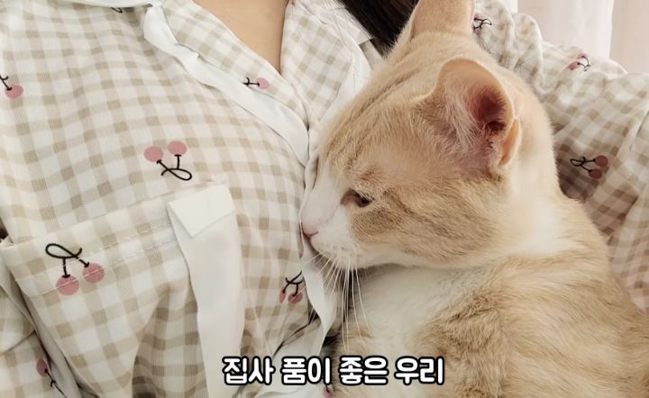 도랑에 빠진 새끼고양이를 구하고 냥택 된 유투버 | 인스티즈