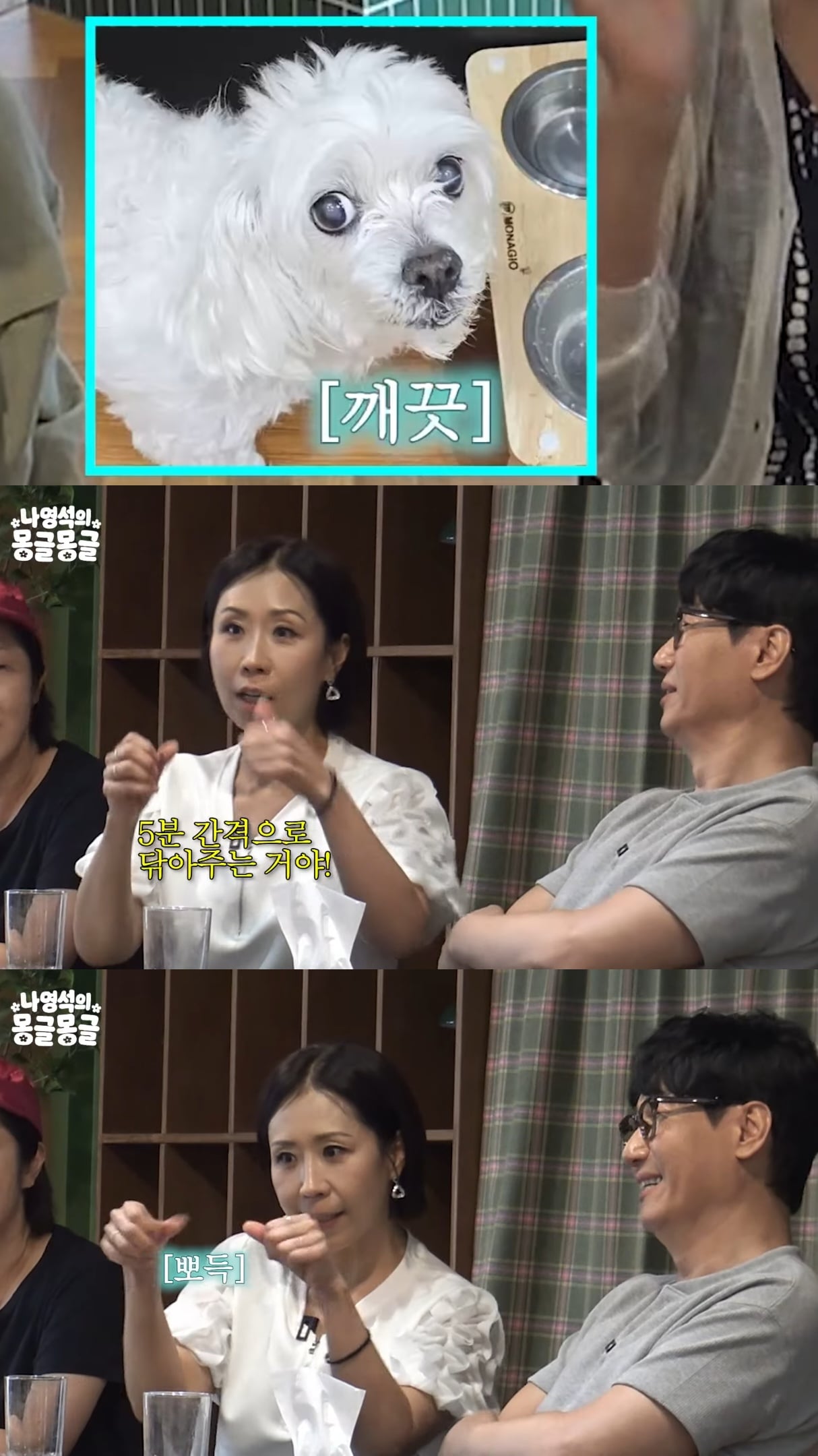양치질 잘하는 이경실 반려견 말티헴.jpg | 인스티즈