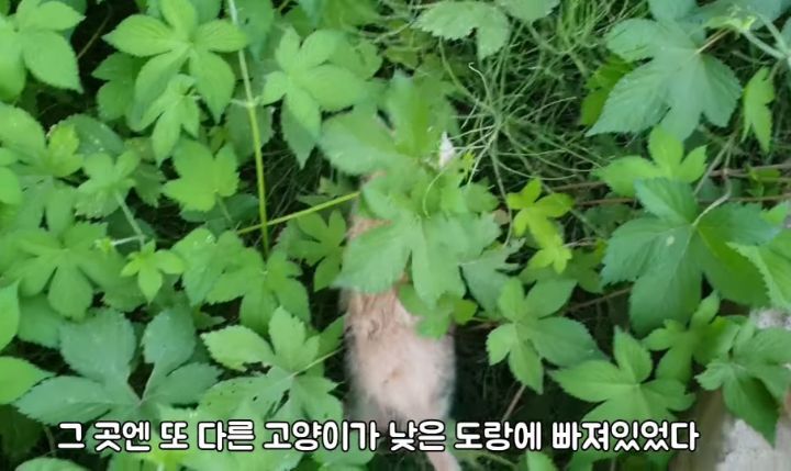 도랑에 빠진 새끼고양이를 구하고 냥택 된 유투버 | 인스티즈