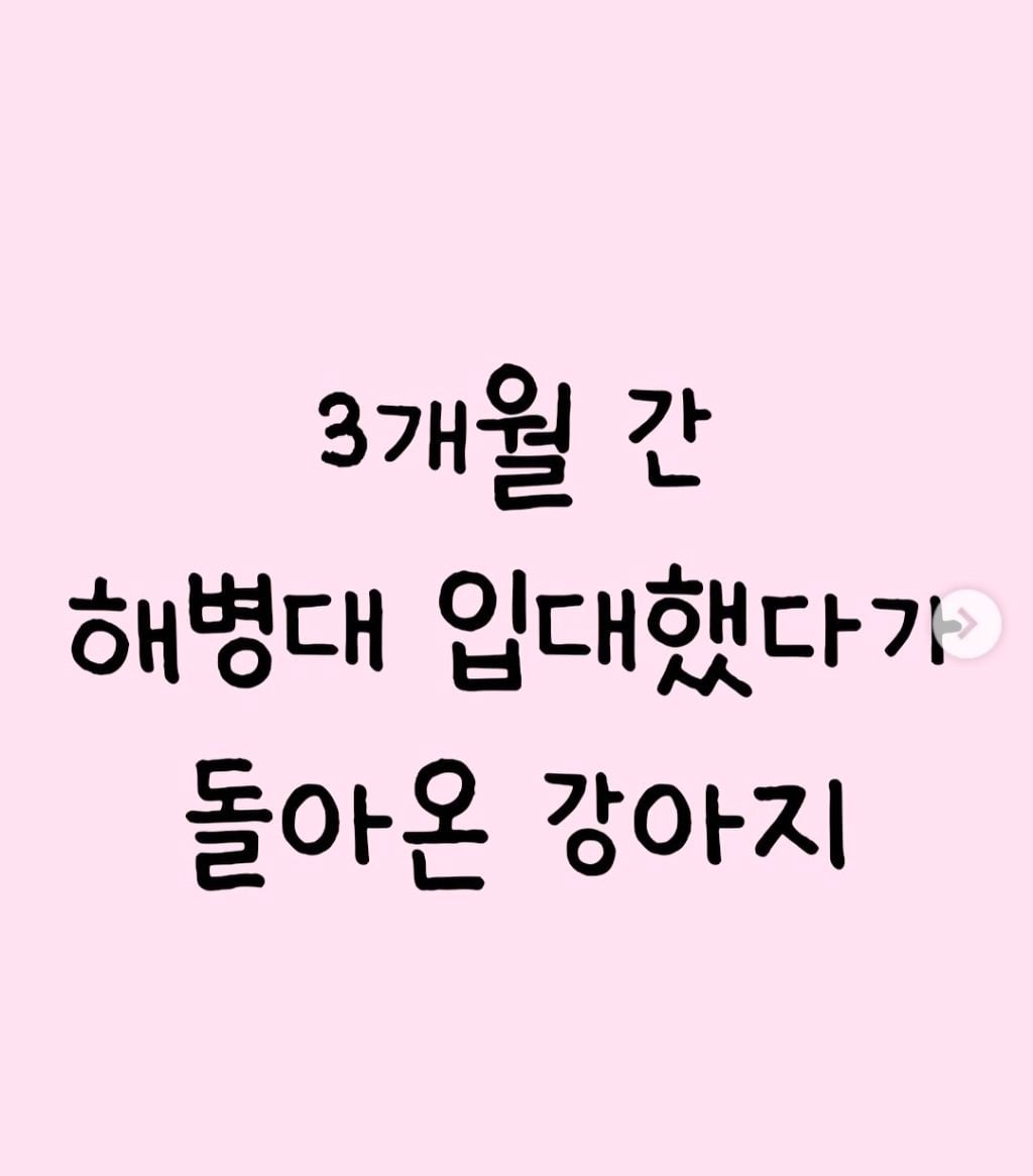 3개월 간 해병대 입대했다가 돌아온 강아지 | 인스티즈