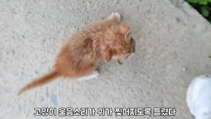 도랑에 빠진 새끼고양이를 구하고 냥택 된 유투버 | 인스티즈
