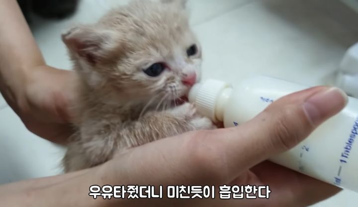 도랑에 빠진 새끼고양이를 구하고 냥택 된 유투버 | 인스티즈