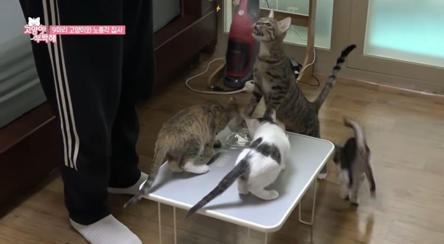 다묘 집사들 밥 정말 이렇게 먹는지 궁금한 달글 | 인스티즈