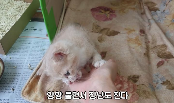 도랑에 빠진 새끼고양이를 구하고 냥택 된 유투버 | 인스티즈