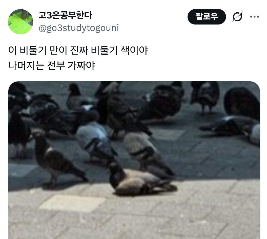 럽욜셆 못하는 비둘기들을 본 트위터 | 인스티즈