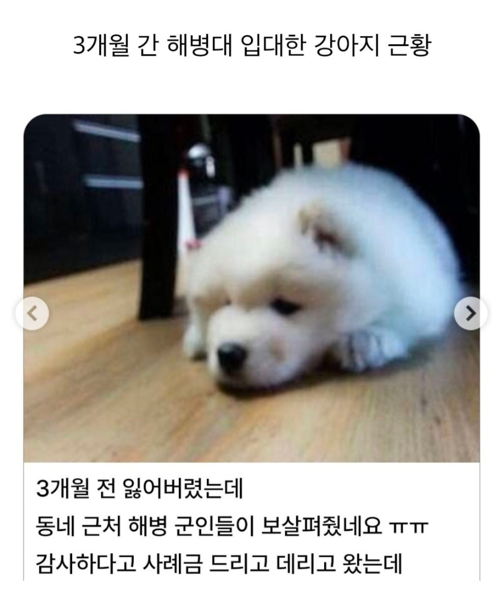 3개월 간 해병대 입대했다가 돌아온 강아지 | 인스티즈