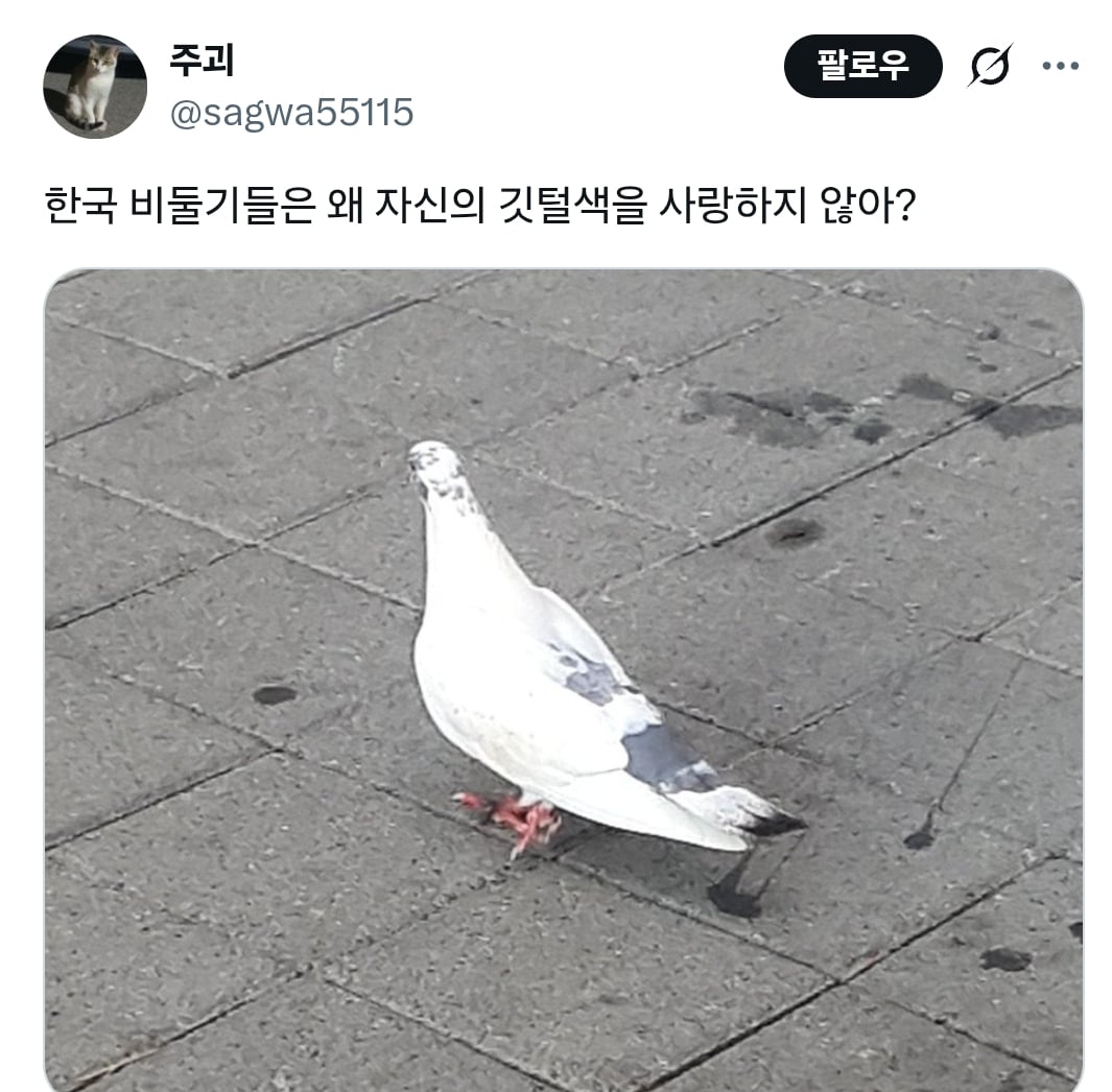 럽욜셆 못하는 비둘기들을 본 트위터 | 인스티즈