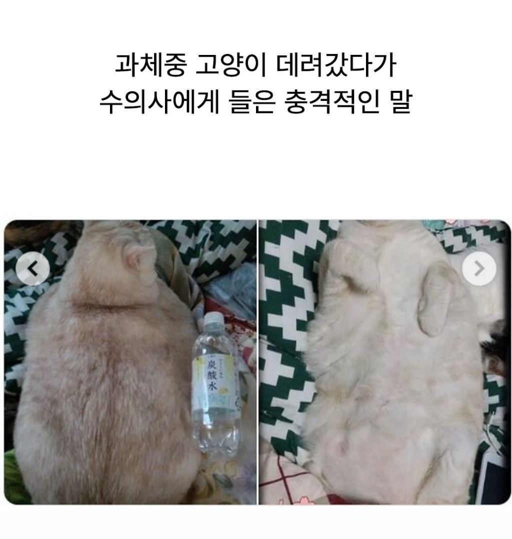 어머니에게 고양이 건강하냐고 물었더니 사진 한 장을 보내줬다.jpg | 인스티즈