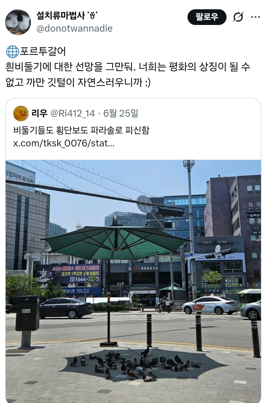 럽욜셆 못하는 비둘기들을 본 트위터 | 인스티즈