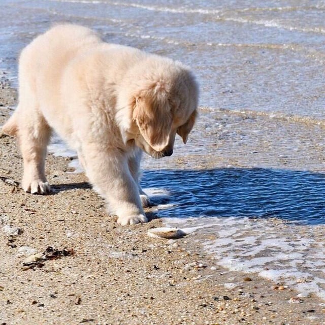바닷물을 처음 맛본 아기 찹츄 🐾 | 인스티즈
