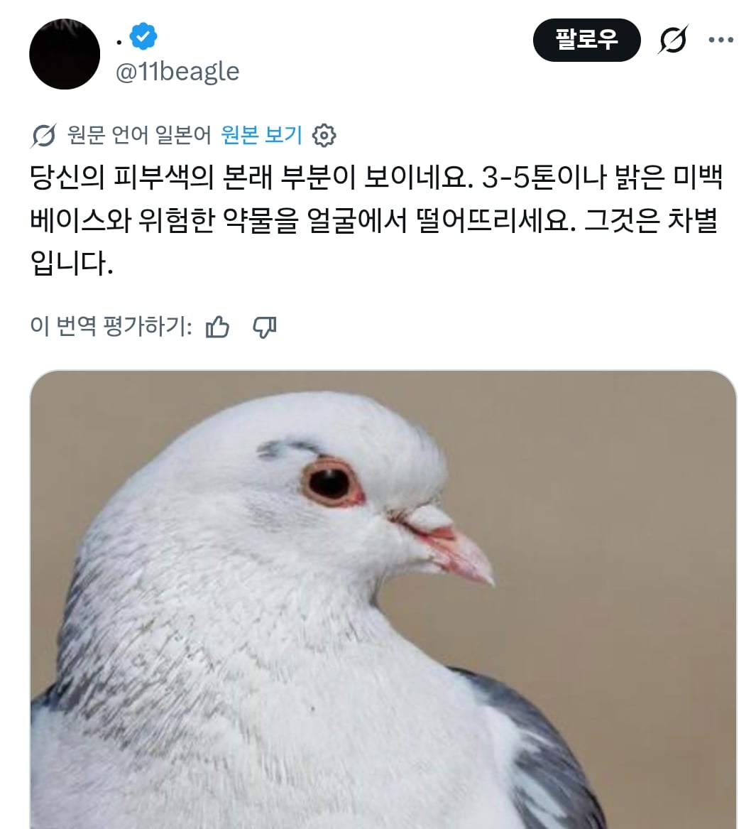 럽욜셆 못하는 비둘기들을 본 트위터 | 인스티즈