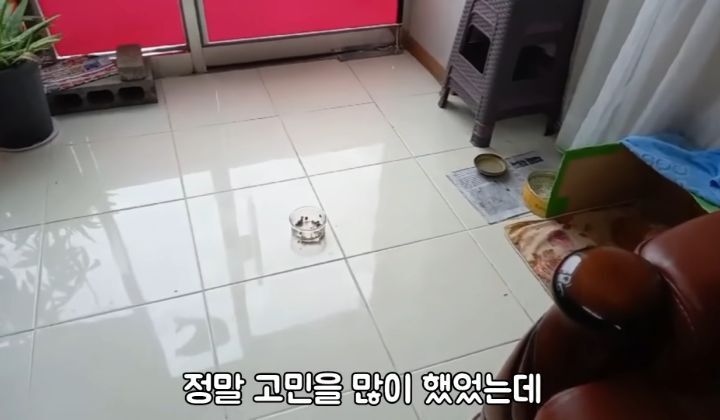 도랑에 빠진 새끼고양이를 구하고 냥택 된 유투버 | 인스티즈