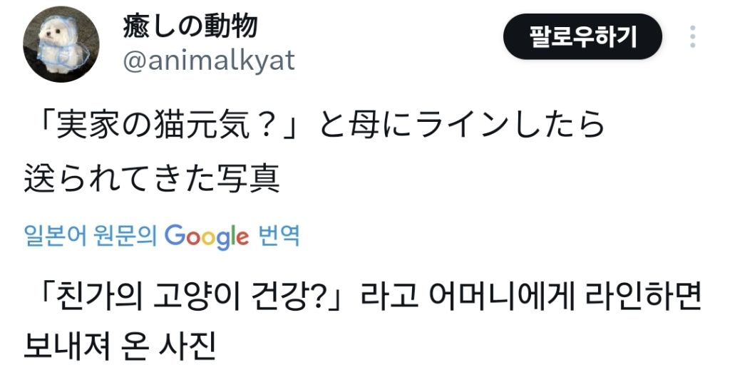 어머니에게 고양이 건강하냐고 물었더니 사진 한 장을 보내줬다.jpg | 인스티즈