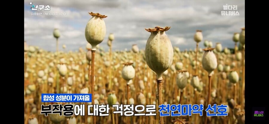 한국은 합성마약보다 천연마약을 선호하는데 그 이유가 | 인스티즈