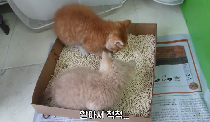 도랑에 빠진 새끼고양이를 구하고 냥택 된 유투버 | 인스티즈