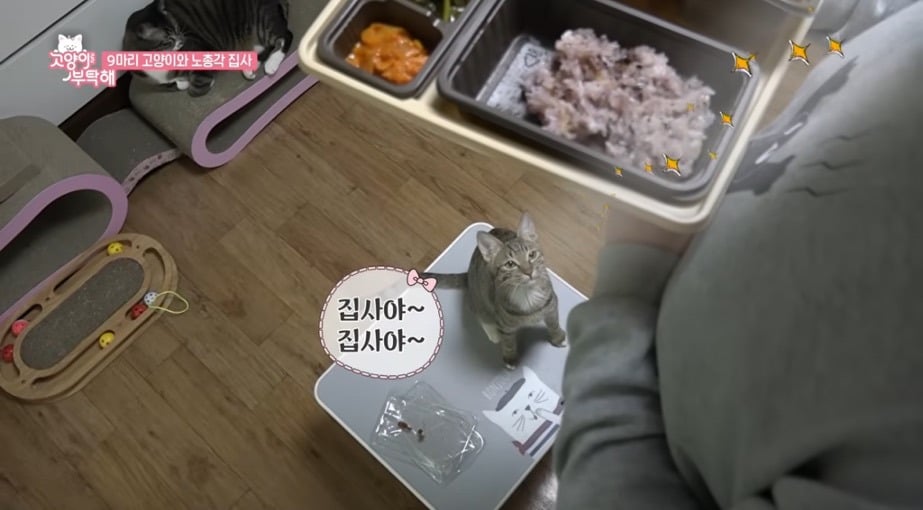 다묘 집사들 밥 정말 이렇게 먹는지 궁금한 달글 | 인스티즈