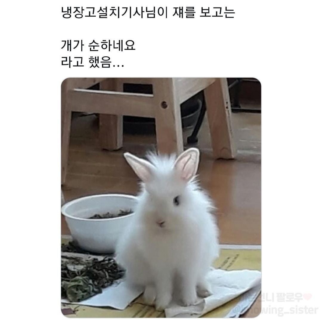동물보고 눈에 보이는대로 부르는 어른들 | 인스티즈