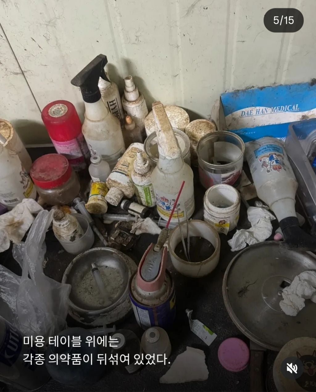 쇼독 챔피언 혈통견,브리더,켄넬 의 실체 | 인스티즈