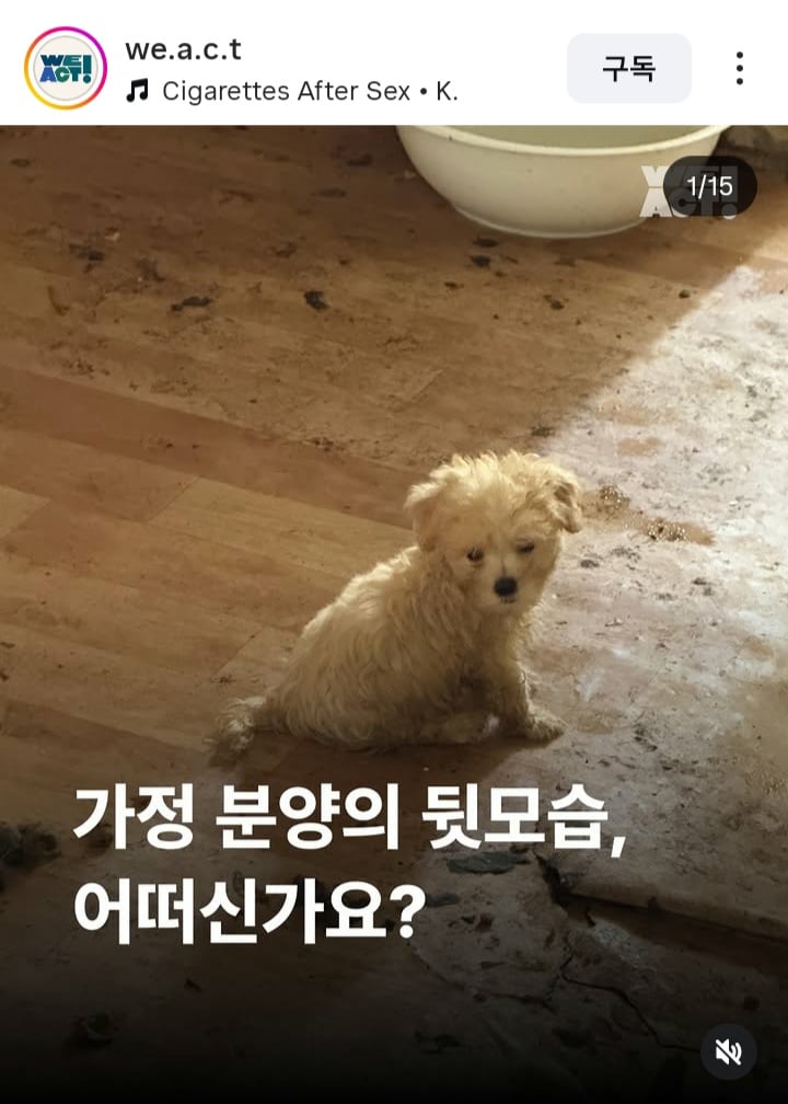 가정분양의 뒷모습, 어떠신가요? | 인스티즈