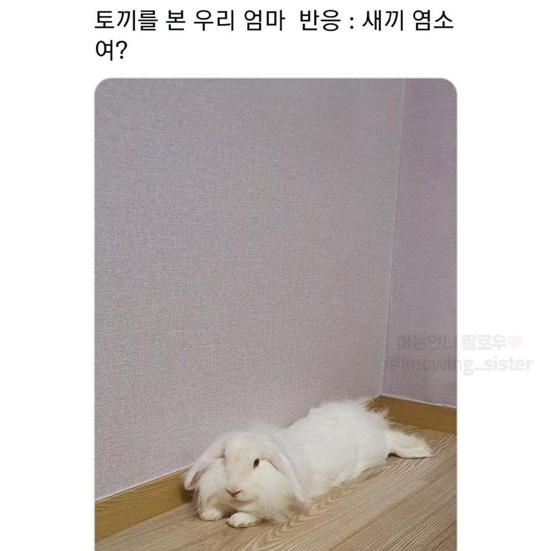 동물보고 눈에 보이는대로 부르는 어른들 | 인스티즈