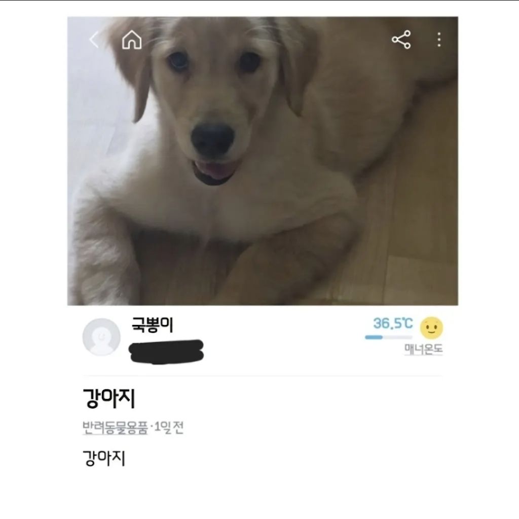 당근마켓에 강아지가 올라옴 | 인스티즈