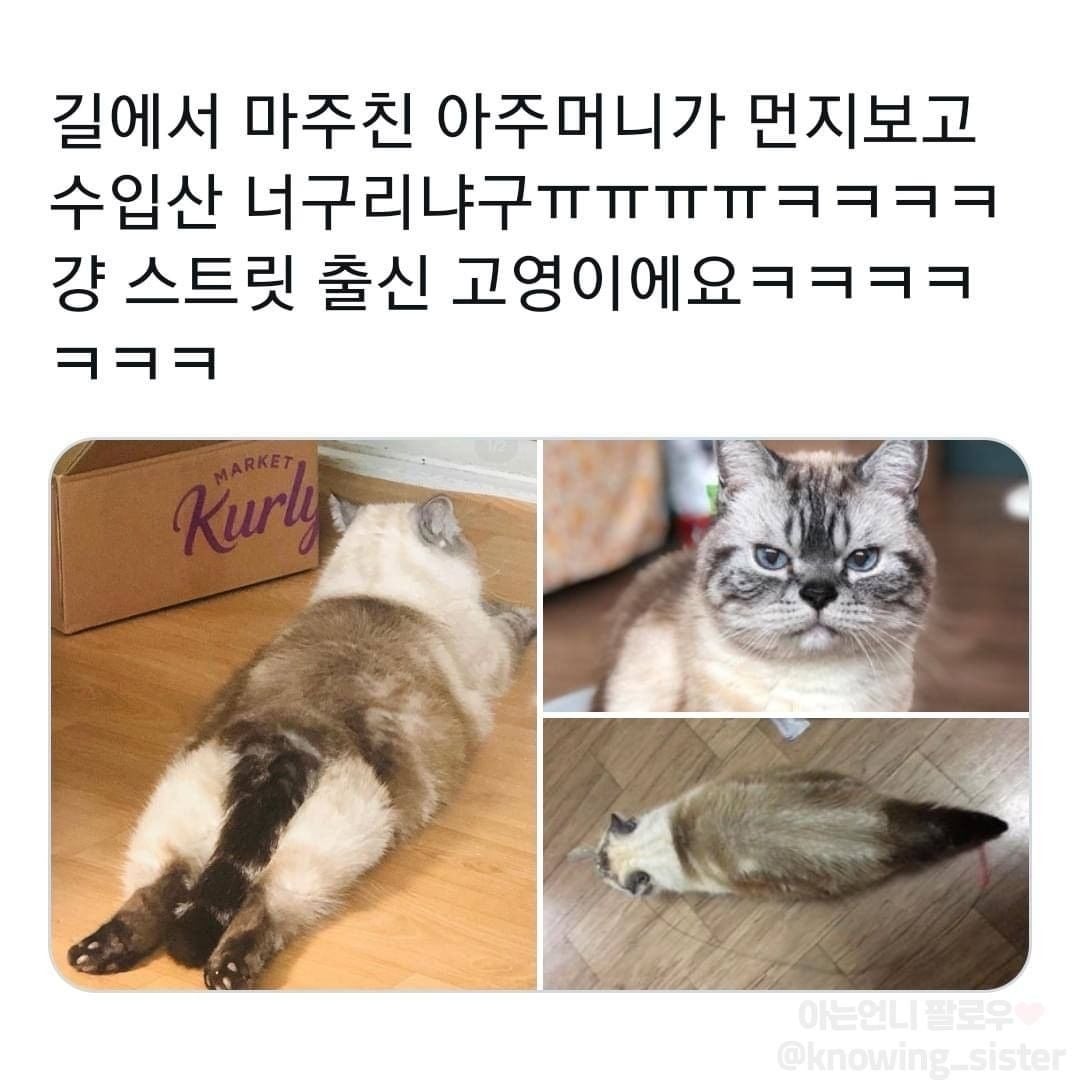 동물보고 눈에 보이는대로 부르는 어른들 | 인스티즈