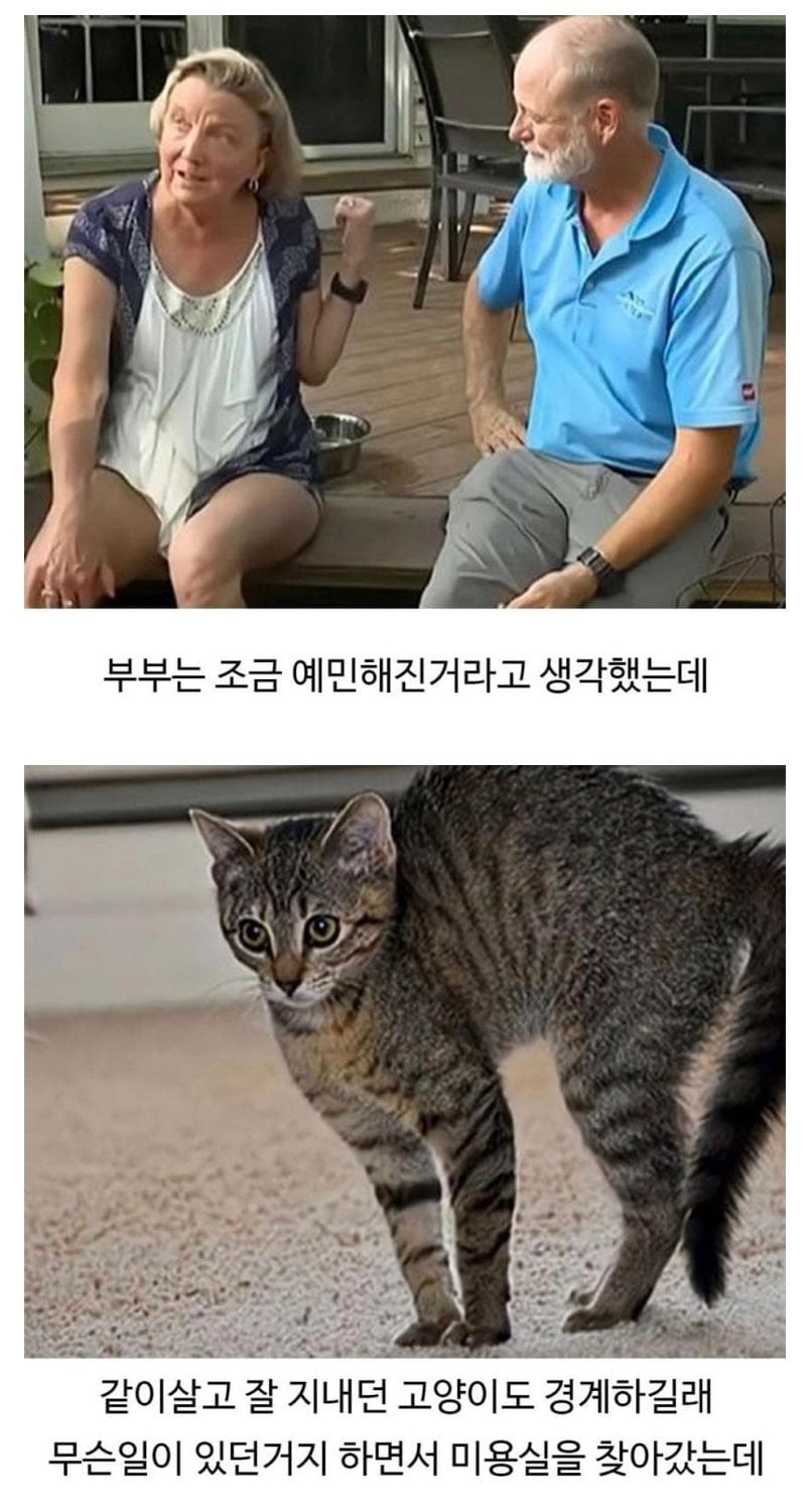 미용실 다녀온 후 표독해진 골든리트리버 | 인스티즈