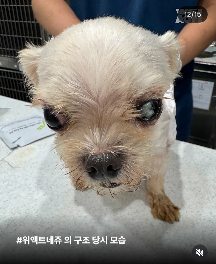 가정분양의 뒷모습, 어떠신가요? | 인스티즈