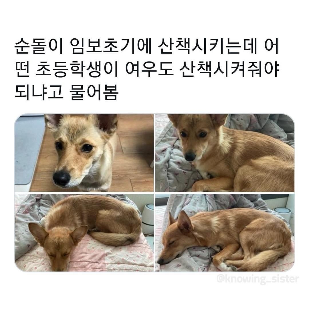 동물보고 눈에 보이는대로 부르는 어른들 | 인스티즈