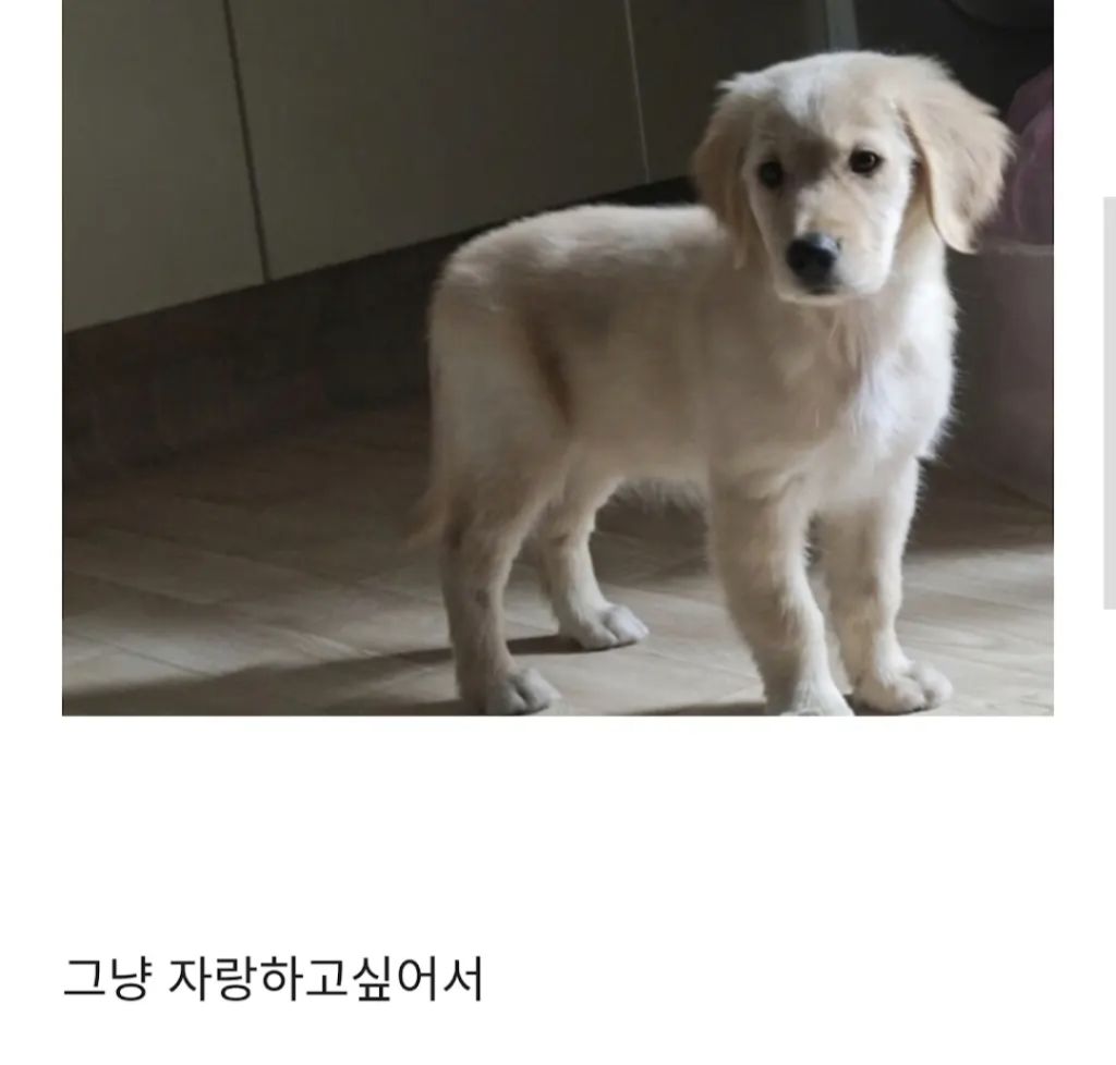 당근마켓에 강아지가 올라옴 | 인스티즈