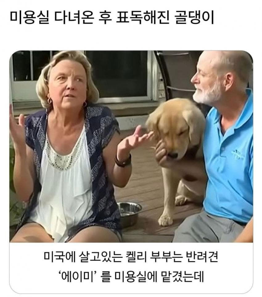 미용실 다녀온 후 표독해진 골든리트리버 | 인스티즈