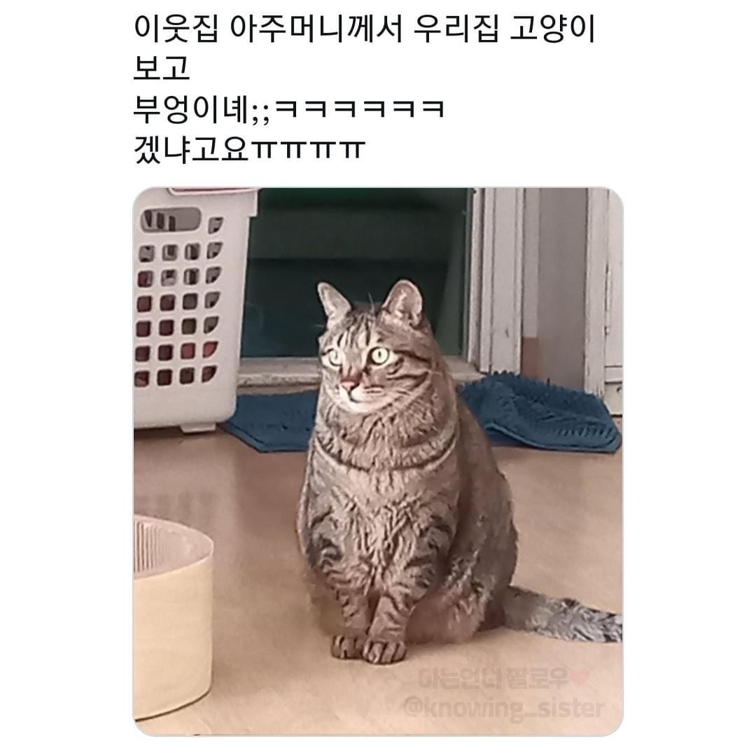 동물보고 눈에 보이는대로 부르는 어른들 | 인스티즈