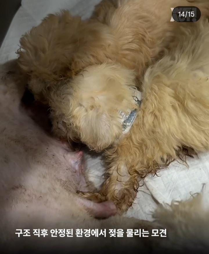 가정분양의 뒷모습, 어떠신가요? | 인스티즈